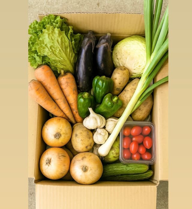 定期パック M サイズ