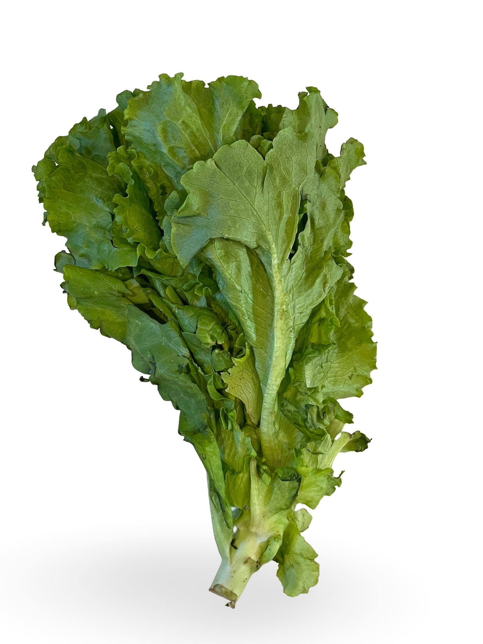 形が不揃いの葉物野菜